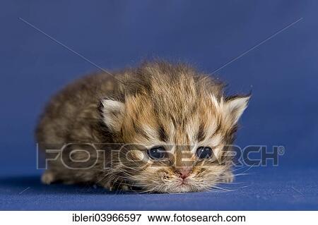 "Persian kitten, Golden Tortie Shaded" View Large Photo Image Stock Photo - "Persian kitten, Golden Tortie Shaded". Fotosearch
