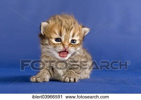 "Persian kitten, Tortie Shaded Golden" View Large Photo Image Stock Image - "Persian kitten, Tortie Shaded Golden". Fotosearch