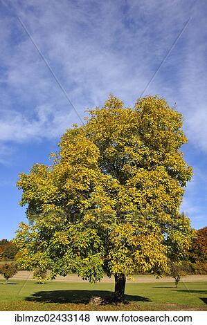 Stock Photo - "Persian Walnut tree, English Walnut tree (Juglans regia) in autumn colours, Entmersberg, Franconian Switzerland, Middle Franconia, Bavaria, Germany, Europe, PublicGround, Europe". Fotosearch