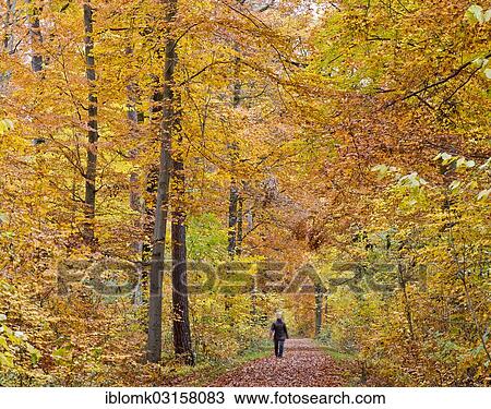 "Person walking along a forest trail in an autumn forest, Stuttgart, Baden-Wurttemberg, Germany, Europe" View Large Photo Image Stock Image - "Person walking along a forest trail in an autumn forest, Stuttgart, Baden-Wurttemberg, Germany, Europe". Fotosearch