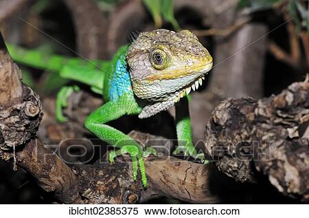 "Peruvian Bush Anole (Polychrus peruvianus), native to South America, in captivity, Netherlands, Europe" View Large Photo Image Stock Photography - "Peruvian Bush Anole (Polychrus peruvianus), native to South America, in captivity, Netherlands, Europe". Fotosearch