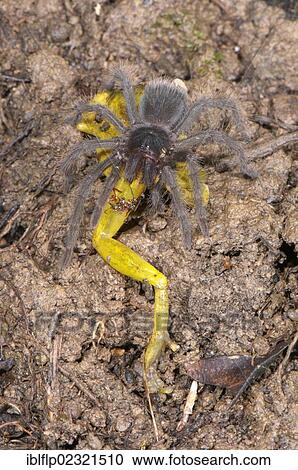 "Peruvian Tarantula (Pamphobeteus sp. ), young, feeding on Amazon Snouted Treefrog (Scinax ictericus) prey, Los Amigos Biological Station, Madre de Dios, Amazonia, Peru, South America" View Large Photo Image Stock Image - "Peruvian Tarantula (Pamphobeteus sp. ), young, feeding on Amazon Snouted Treefrog (Scinax ictericus) prey, Los Amigos Biological Station, Madre de Dios, Amazonia, Peru, South America". Fotosearch