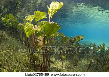 "Pestilence Wort or Butterbur (Petasites hybridus), Gruener See or Green Lake, Tragoess, Styria, Austria, Europe" View Large Photo Image Stock Photo - "Pestilence Wort or Butterbur (Petasites hybridus), Gruener See or Green Lake, Tragoess, Styria, Austria, Europe". Fotosearch