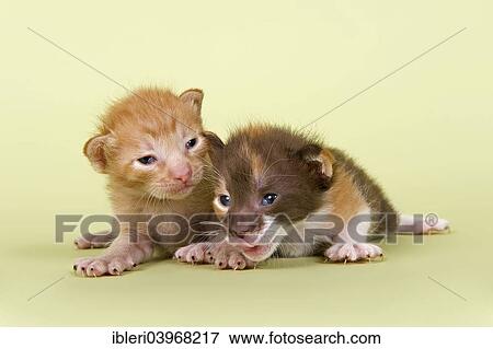 "Peterbald kitten, 2 weeks" View Large Photo Image Stock Photo - "Peterbald kitten, 2 weeks". Fotosearch