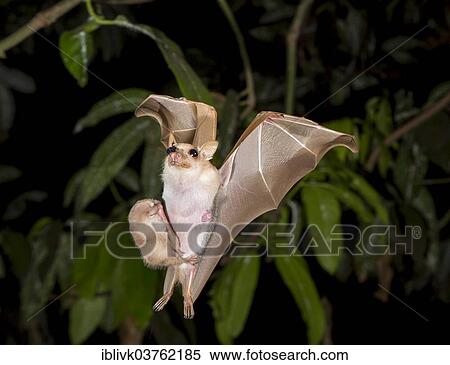 Peter S こびと Epauletted フルーツバット Micropteropus Pusillus 女性 飛行 で A 若い コウモリ 上に 彼女 腹 より大きい アクラ 地域 ガーナ Africa ストックフォト 写真素材 Iblivk Fotosearch