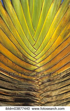 Stock Image - "Petioles from the Traveller's Tree or Traveller's Palm (Ravenala madagascariensis), Nosy Boraha, Madagascar, Africa". Fotosearch