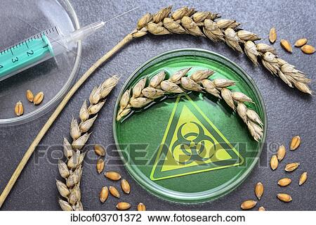 "Petri dish with ears of wheat, symbolic image for genetically modified wheat, Germany, Europe" View Large Photo Image Stock Image - "Petri dish with ears of wheat, symbolic image for genetically modified wheat, Germany, Europe". Fotosearch