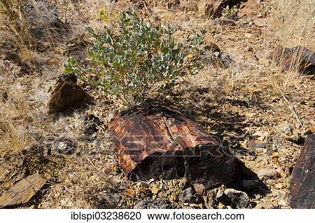 "Petrified tree, Huab River Valley, Torra Conservancy, Damaraland, Kunene Region, Namibia, Africa" View Large Photo Image Stock Image - "Petrified tree, Huab River Valley, Torra Conservancy, Damaraland, Kunene Region, Namibia, Africa". Fotosearch