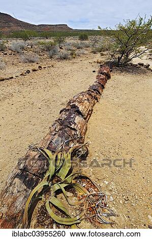"Petrified tree trunk, about 260 million years old and Welwitschia (Welwitschia mirabilis), Petrified Forest, at Twyfelfontein, Namibia, Africa" View Large Photo Image Stock Image - "Petrified tree trunk, about 260 million years old and Welwitschia (Welwitschia mirabilis), Petrified Forest, at Twyfelfontein, Namibia, Africa". Fotosearch