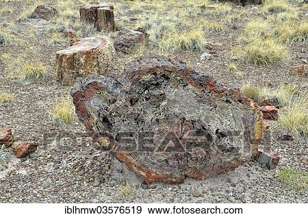 "Petrified tree trunks, cross-section of a trunk, Giant Logs, Petrified Forest National Park, Painted Desert, Holbrook, Arizona, United States, North America" View Large Photo Image Stock Photo - "Petrified tree trunks, cross-section of a trunk, Giant Logs, Petrified Forest National Park, Painted Desert, Holbrook, Arizona, United States, North America". Fotosearch