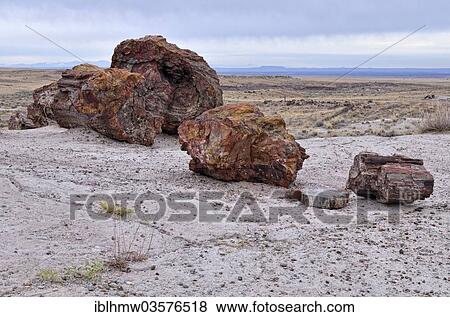 "Petrified tree trunks, Giant Logs, Petrified Forest National Park, Painted Desert, Holbrook, Arizona, USA, United States, North America" View Large Photo Image Stock Photo - "Petrified tree trunks, Giant Logs, Petrified Forest National Park, Painted Desert, Holbrook, Arizona, USA, United States, North America". Fotosearch