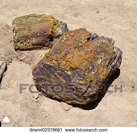 "Petrified trees, fossil wood, cross section, Petrified Forest State Park, Utah, Southwestern USA, USA" View Large Photo Image Stock Image - "Petrified trees, fossil wood, cross section, Petrified Forest State Park, Utah, Southwestern USA, USA". Fotosearch