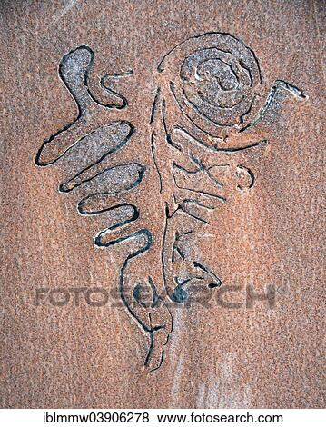 "Petroglyphs or rock engravings by Guanche natives of the Canary Islands, La Palma, Canary Islands, Spain, Europe" View Large Photo Image Stock Photo - "Petroglyphs or rock engravings by Guanche natives of the Canary Islands, La Palma, Canary Islands, Spain, Europe". Fotosearch