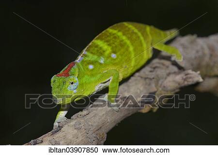 "Petter's Chameleon (Furcifer petteri), extremely rare, in the rainforest, Amber Mountain National Park, Madagascar, Africa" View Large Photo Image Stock Image - "Petter's Chameleon (Furcifer petteri), extremely rare, in the rainforest, Amber Mountain National Park, Madagascar, Africa". Fotosearch
