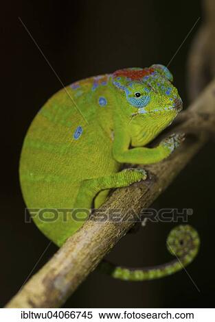 "Petters Chameleon (Furcifer petteri), female, near the rain forest of the Montagne d'Ambre, northern Madagascar, Madagascar, Africa" View Large Photo Image Stock Photography - "Petters Chameleon (Furcifer petteri), female, near the rain forest of the Montagne d'Ambre, northern Madagascar, Madagascar, Africa". Fotosearch