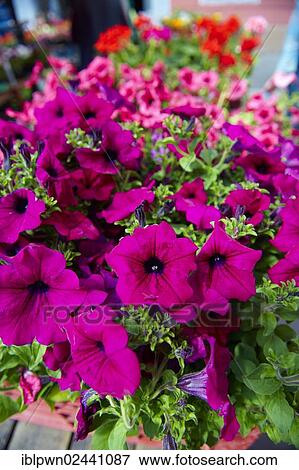 "Petunias, Dolac flower market, Zagreb, Croatia, Europe" View Large Photo Image Stock Photo - "Petunias, Dolac flower market, Zagreb, Croatia, Europe". Fotosearch