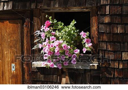 Stock Photograph - "Petunias in the window of a wooden house, Schwarzenberg, Bregenzerwald, Bregenzer Wald, Vorarlberg, Austria, Europe". Fotosearch