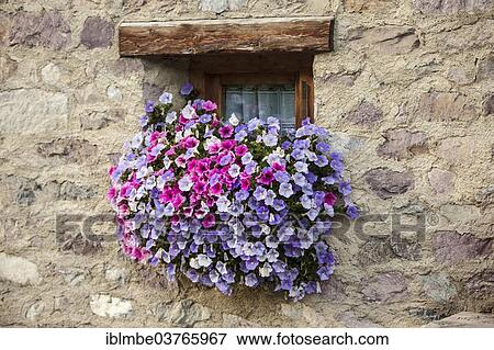 "Petunias (Petunia), floral decorations on the window of a stone house, Livigno, Sondrio province, Lombardy, Italy, Europe" View Large Photo Image Stock Photo - "Petunias (Petunia), floral decorations on the window of a stone house, Livigno, Sondrio province, Lombardy, Italy, Europe". Fotosearch