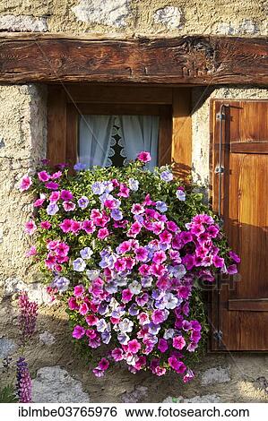 "Petunias (Petunia) on the window a stone house, Livigno, Sondrio province, Lombardy, Italy, Europe" View Large Photo Image Stock Photograph - "Petunias (Petunia) on the window a stone house, Livigno, Sondrio province, Lombardy, Italy, Europe". Fotosearch