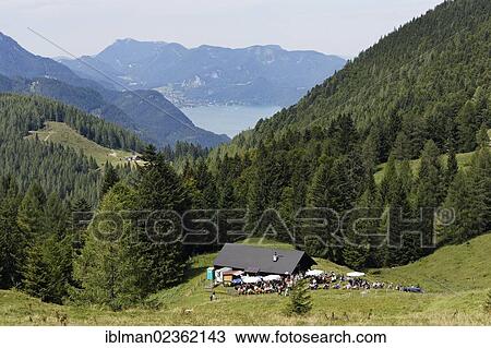 Stock Image - "Pfeifertag festival on Niedergadenalm alp, Lake Wolfgangsee at the back, Strobl, Salzburg state, Salzkammergut resort area, Austria, Europe". Fotosearch