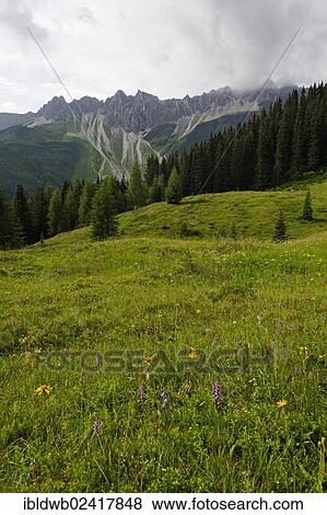 Stock Photo - Pflerschtal valley, 6 Almen Weg, Dolomieu trail, with Telfer Weissen peaks, near Sterzing, Stubai Alps, Southern Tyrol, Alto Adige, Italy, Europe. Fotosearch