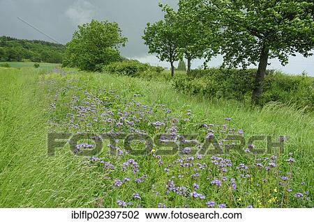 Stock Image - "Phacelia gamecover crop beside hedgerow, Shropshire, England, United Kingdom, Europe". Fotosearch