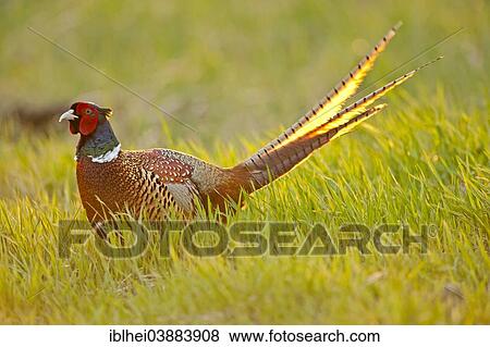 "Pheasant (phasanius colchius) standing in meadow, Austria, Europe" View Large Photo Image Stock Photo - "Pheasant (phasanius colchius) standing in meadow, Austria, Europe". Fotosearch