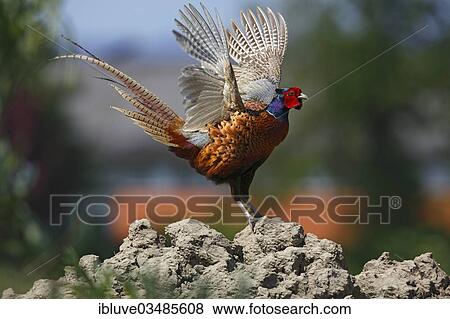 Stock Photo - "Pheasant (Phasianus colchicus), cock flapping its wings, displaying, Dithmarschen, Schleswig-Holstein, Germany, Europe". Fotosearch