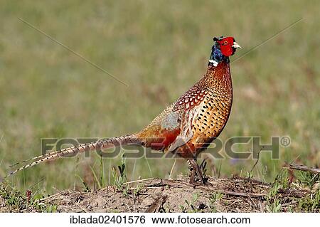 "Pheasant (Phasianus colchicus), cock in a meadow, Apetlon, Lake Neusiedl, Burgenland, Austria, Europe" View Large Photo Image Stock Photograph - "Pheasant (Phasianus colchicus), cock in a meadow, Apetlon, Lake Neusiedl, Burgenland, Austria, Europe". Fotosearch