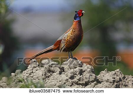 "Pheasant (Phasianus colchicus), cock, Dithmarschen, Schleswig-Holstein, Germany, Europe" View Large Photo Image Stock Photography - "Pheasant (Phasianus colchicus), cock, Dithmarschen, Schleswig-Holstein, Germany, Europe". Fotosearch