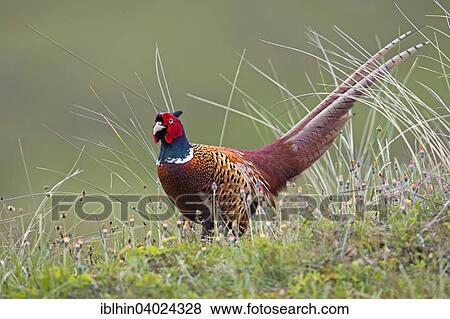 "Pheasant (Phasianus colchicus), male, Texel, The Netherlands, Europe" View Large Photo Image Stock Photo - "Pheasant (Phasianus colchicus), male, Texel, The Netherlands, Europe". Fotosearch