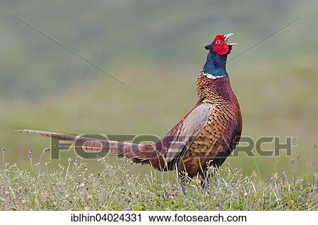 "Pheasant (Phasianus colchicus) courtship, calling, territory, male, Texel, The Netherlands, Europe" View Large Photo Image Stock Image - "Pheasant (Phasianus colchicus) courtship, calling, territory, male, Texel, The Netherlands, Europe". Fotosearch