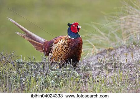 "Pheasant (Phasianus colchicus) courtship, territory, male, Texel, The Netherlands, Europe" View Large Photo Image Stock Image - "Pheasant (Phasianus colchicus) courtship, territory, male, Texel, The Netherlands, Europe". Fotosearch
