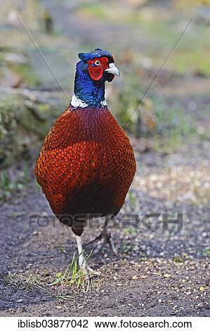 "Pheasant (Phasianus colchicus), rooster, Brandenburg, Germany, Europe" View Large Photo Image Stock Image - "Pheasant (Phasianus colchicus), rooster, Brandenburg, Germany, Europe". Fotosearch