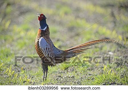 "Pheasant (Phasianus colchicus), calling rooster, Haren, Emsland, Lower Saxony, Germany, Europe" View Large Photo Image Stock Photograph - "Pheasant (Phasianus colchicus), calling rooster, Haren, Emsland, Lower Saxony, Germany, Europe". Fotosearch