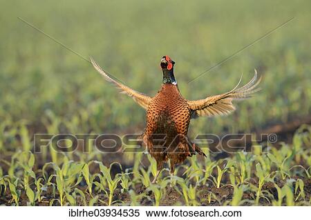 Stock Photography - "Pheasant (Phasianus colchicus), displaying in a maize field, North Rhine-Westphalia, Germany, Europe". Fotosearch