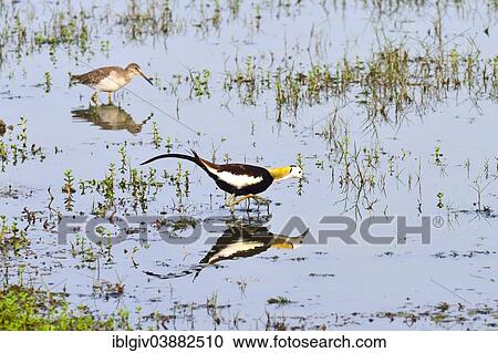 Stock Image - "Pheasant-tailed Jacana (Hydrophasianus chirurgus), Bundala National Park, Southern Province, Sri Lanka, Asia". Fotosearch