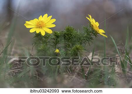 Stock Image - "Pheasant's eye, spring pheasant's eye, yellow pheasant's eye or false hellebore (Adonis vernalis), Burgenland, Austria, Europe". Fotosearch