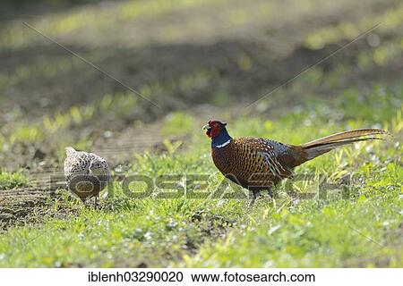 "Pheasants (Phasianus colchicus), rooster and hen, Haren, Emsland, Lower Saxony, Germany, Europe" View Large Photo Image Stock Image - "Pheasants (Phasianus colchicus), rooster and hen, Haren, Emsland, Lower Saxony, Germany, Europe". Fotosearch