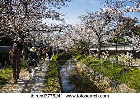 "Philosopher's Walk, cherry blossom, Kyoto, Japan, Asia" View Large Photo Image Stock Image - "Philosopher's Walk, cherry blossom, Kyoto, Japan, Asia". Fotosearch