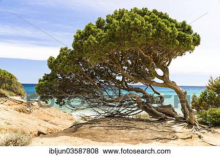 "Phoenicean Juniper or Arar (Juniperus phoenicea), Porto Sa Ruxi, Villasimius, Sardinia, Italy, Europe" View Large Photo Image Stock Photo - "Phoenicean Juniper or Arar (Juniperus phoenicea), Porto Sa Ruxi, Villasimius, Sardinia, Italy, Europe". Fotosearch