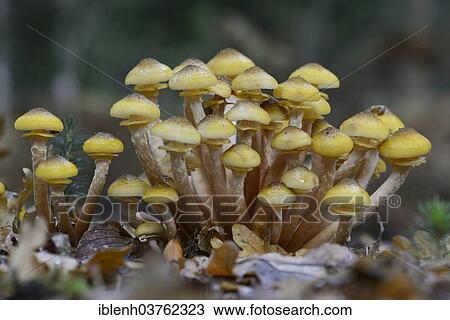 Stock Image - "Pholiota aurivella (Pholiota aurivella), Tinner Loh nature reserve, Emsland, Lower Saxony, Germany, Europe". Fotosearch
