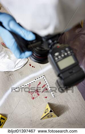 "Photographic securing of forensic evidence, by officer of the C. I. D., the Criminal Investigation Department, gathering forensic evidence at the scene of a crime, after a capital offence, homicide, re-enacted scene" View Large Photo Image Stock Photo - "Photographic securing of forensic evidence, by officer of the C. I. D., the Criminal Investigation Department, gathering forensic evidence at the scene of a crime, after a capital offence, homicide, re-enacted scene". Fotosearch