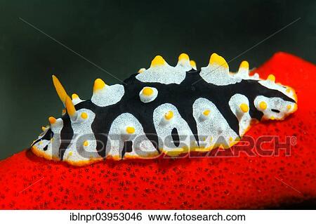 "Phyllidia rueppellii snail (Phyllidia rueppellii), on sponge, Makadi Bay, Red Sea, Hurghada, Egypt, Africa" View Large Photo Image Stock Photograph - "Phyllidia rueppellii snail (Phyllidia rueppellii), on sponge, Makadi Bay, Red Sea, Hurghada, Egypt, Africa". Fotosearch