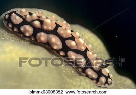 Stock Image - "Phyllidiella pustulosa sea slug, Philippines, Asia". Fotosearch
