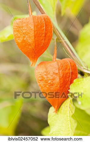Stock Image - Physalis fruits or Chinese lanterns (Physalis) growing on bush. Fotosearch