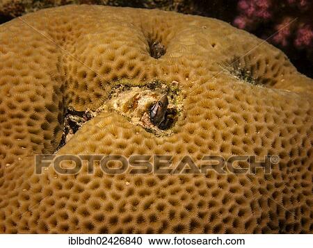 "Piano Fang Blenny or Hit and Run Blenny (Plagiotremus tapeinosoma), Mangrove Bay, Red Sea, Egypt, Africa" View Large Photo Image Stock Image - "Piano Fang Blenny or Hit and Run Blenny (Plagiotremus tapeinosoma), Mangrove Bay, Red Sea, Egypt, Africa". Fotosearch