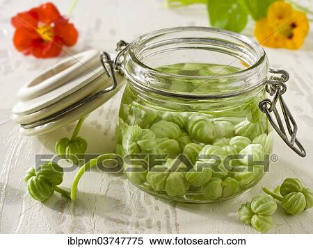 Pickled nasturtium seeds View Large Photo Image Stock Photography - Pickled nasturtium seeds. Fotosearch