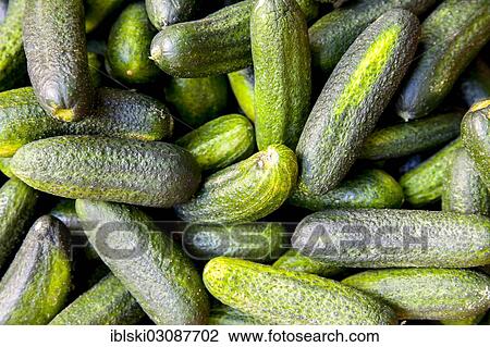 "Pickling cucumbers, Hamburg, Hamburg, Germany, Europe" View Large Photo Image Stock Image - "Pickling cucumbers, Hamburg, Hamburg, Germany, Europe". Fotosearch
