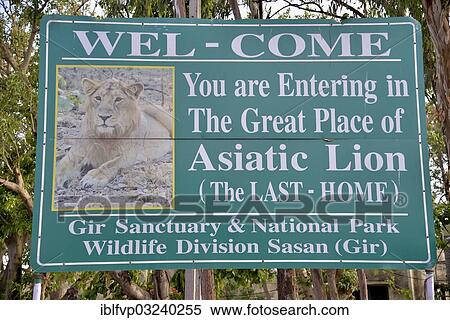 "Picture of an Asiatic Lion on a sign at the entrance to the Gir National Park, Gir Forest National Park, Gir Sanctuary, Sasan Gir, Gujarat, India, Asia" View Large Photo Image Stock Photography - "Picture of an Asiatic Lion on a sign at the entrance to the Gir National Park, Gir Forest National Park, Gir Sanctuary, Sasan Gir, Gujarat, India, Asia". Fotosearch